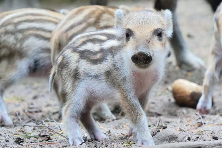 Kleines Wildschweinferkel im Tierpark Kunsterspring