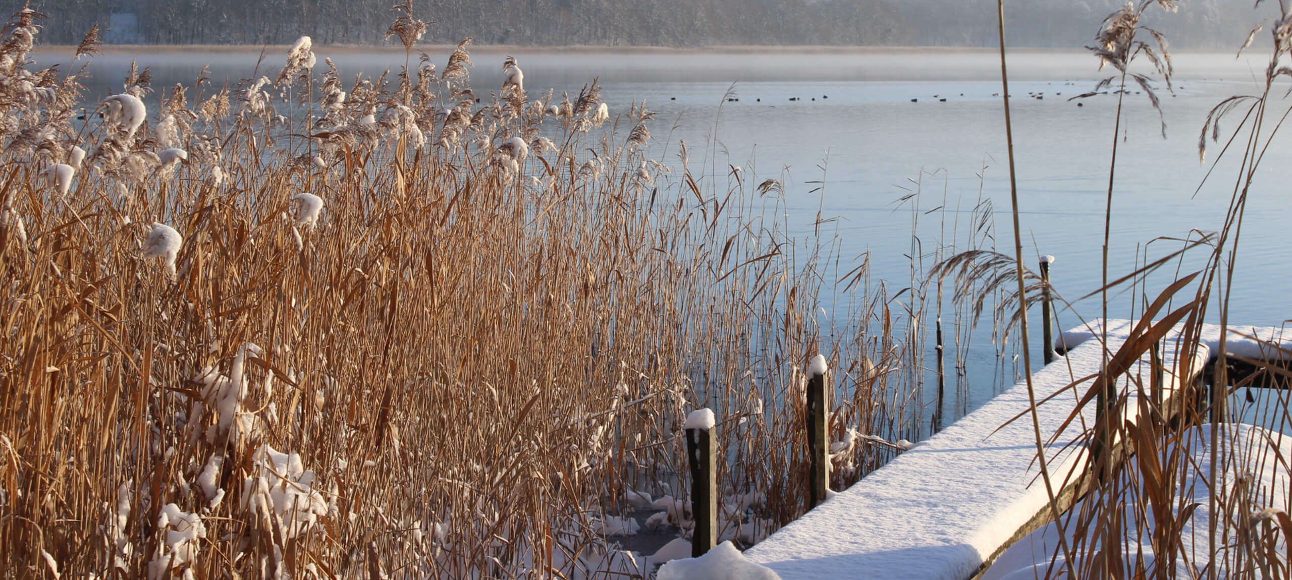 Winterbild an einem See in Lindow. Neujahrswünsche Neujahrswünsche an Lindowerfreundinnen und -freunde