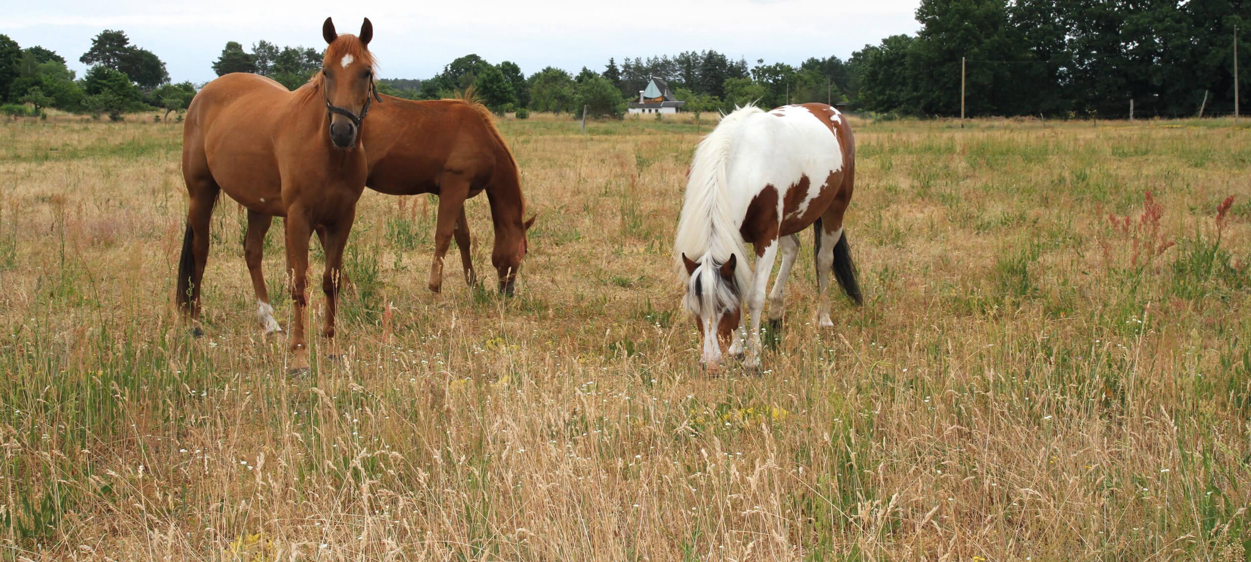 Pferde auf der Weide des Ponyhof Stapel in Lindow (Mark)