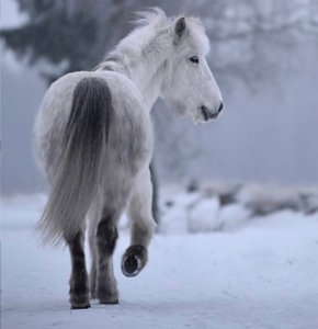 Pferdewanderung im Winter in Lindow (Mark)