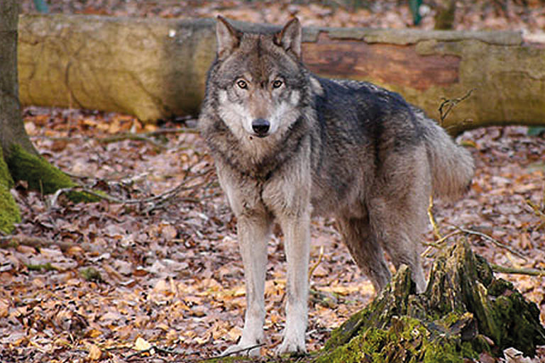 Tierparks Kunsterspring Wolf im Gehege